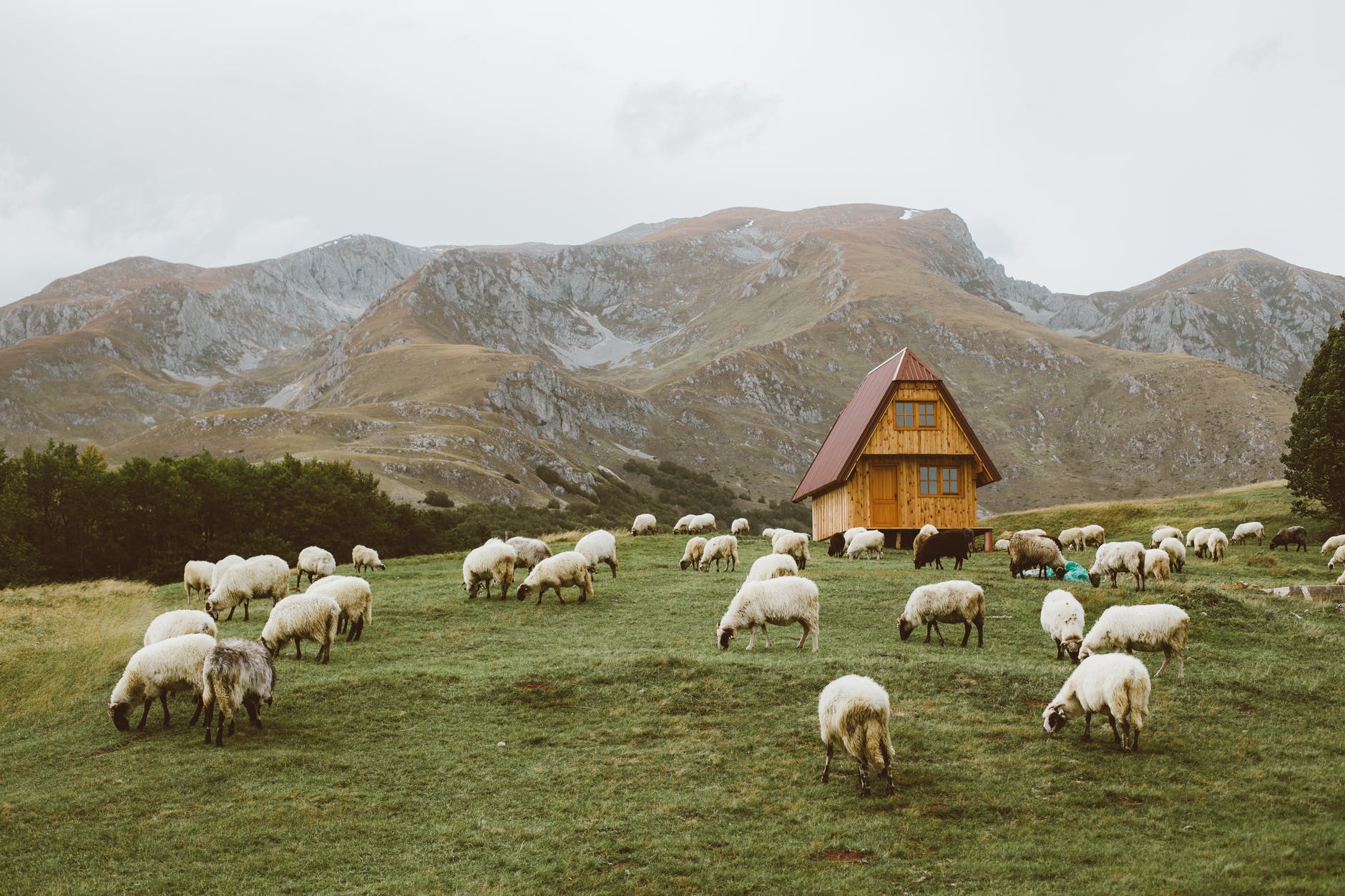 herd of sheep on green grass field