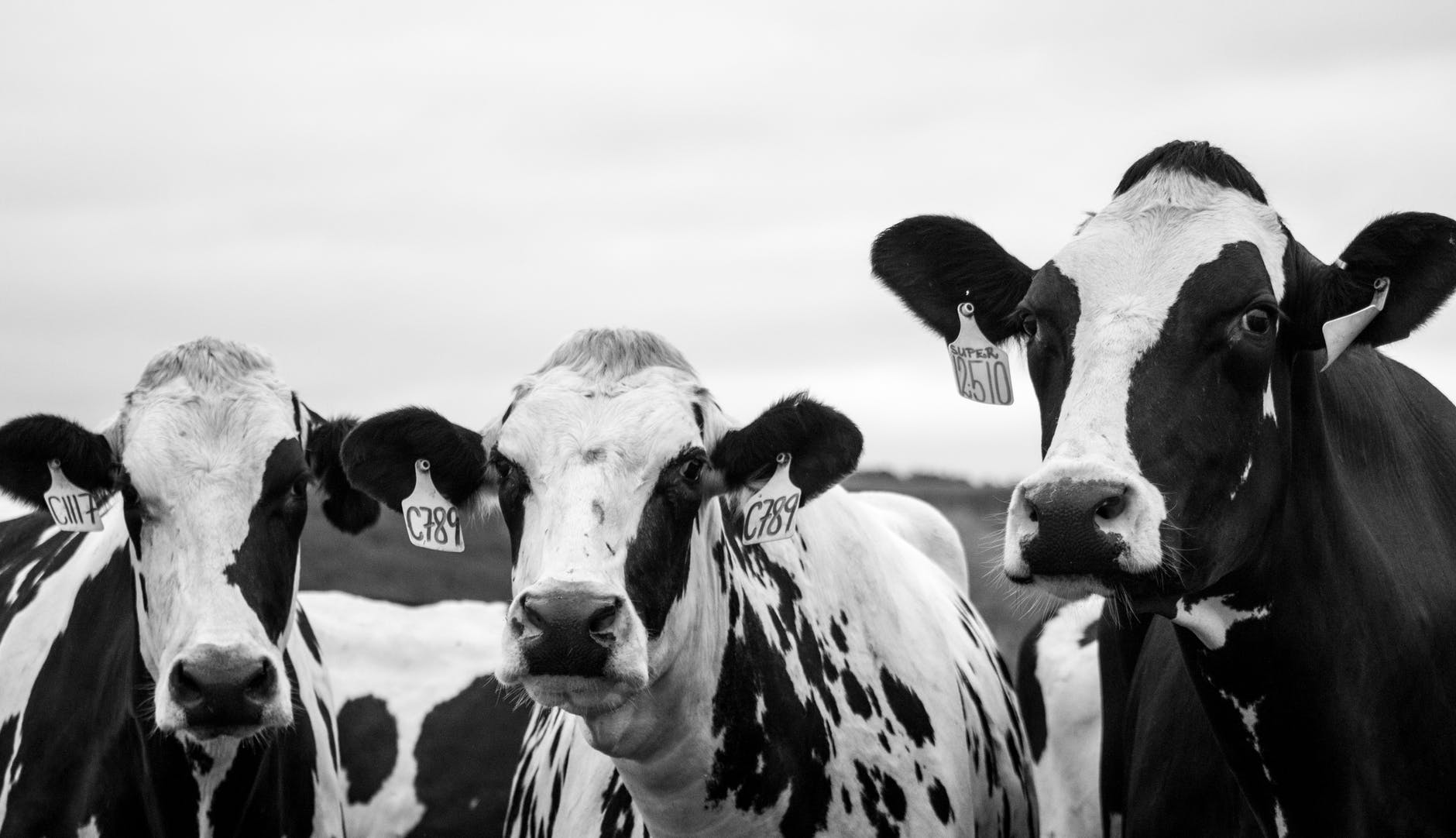 grayscale photography of three cows