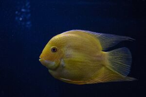 yellow fish in close up photography