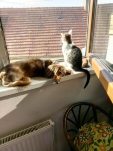 animals by the window