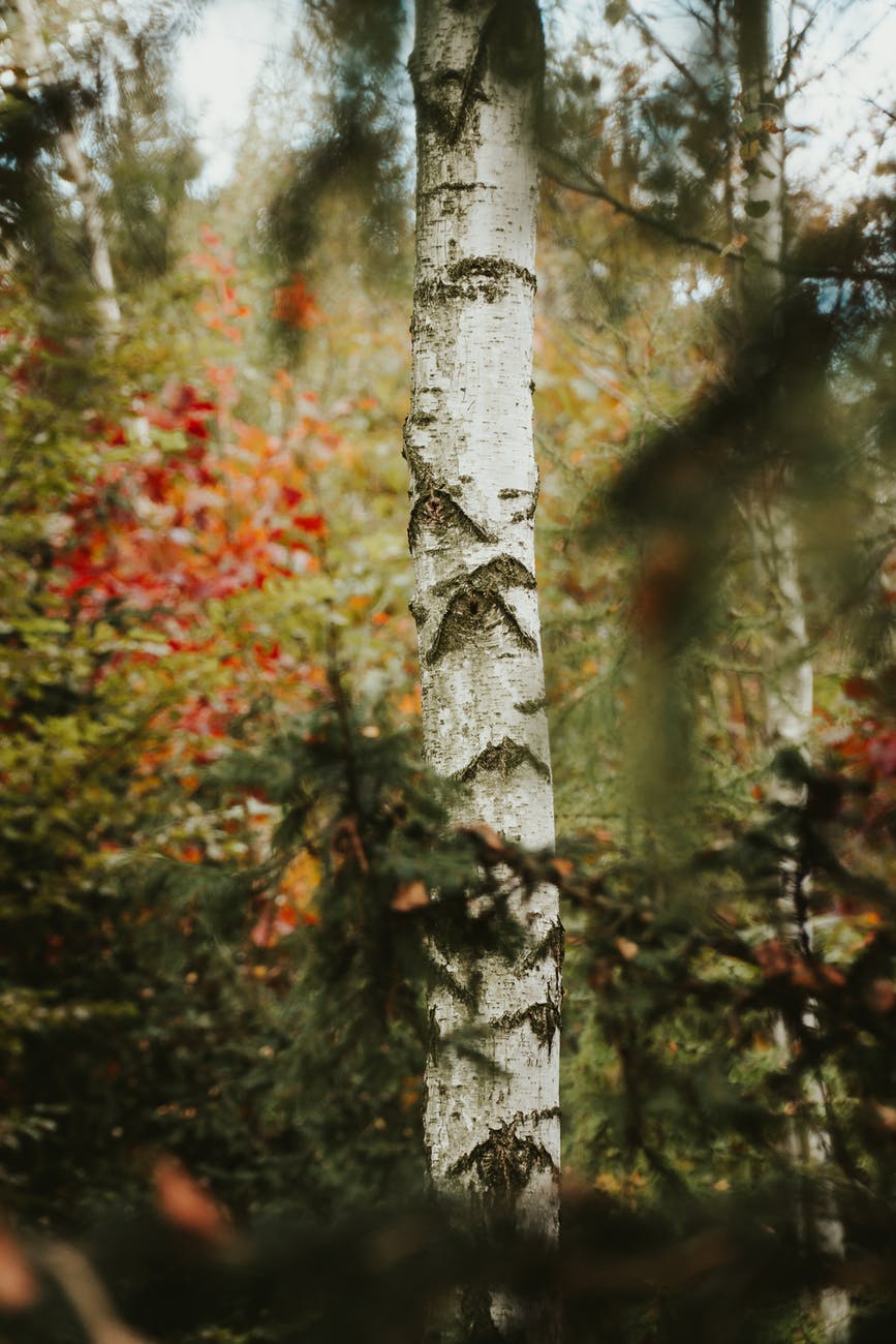 birch tree in autumn forest