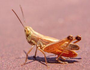 grasshopper sitting on road