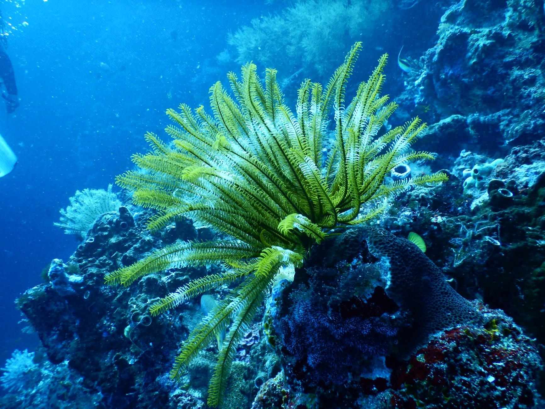 green coral reef under water