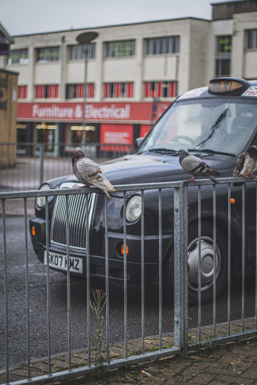 pigeons on a metal railing