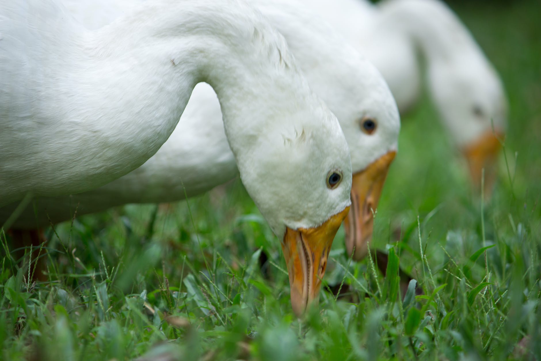 three white ducks