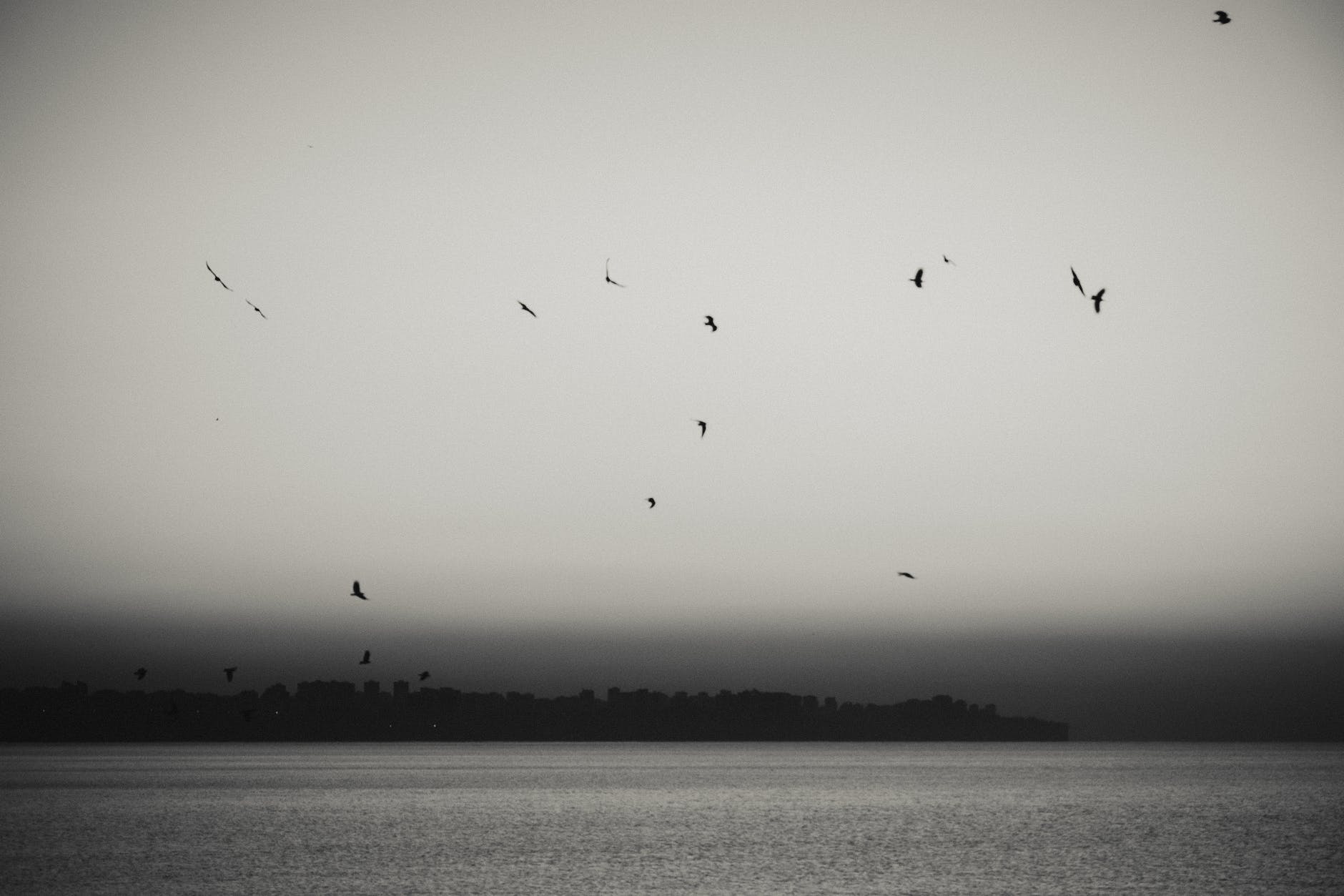 birds flying over the sea