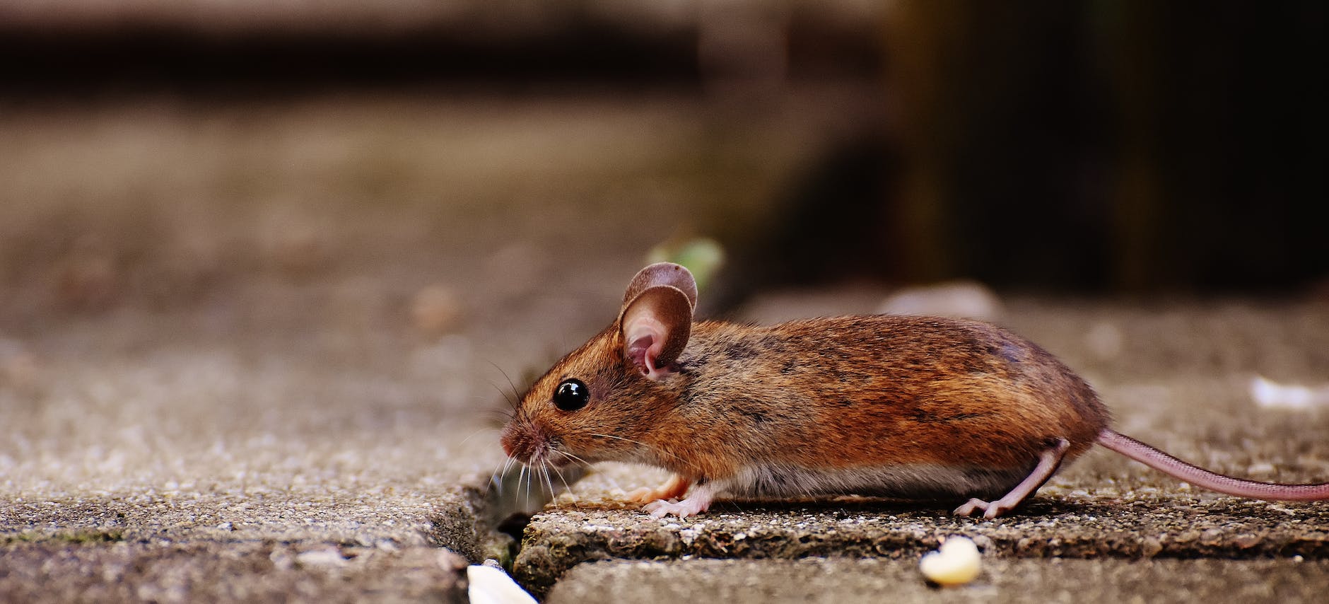 animal apodemus sylvaticus brown button eyes