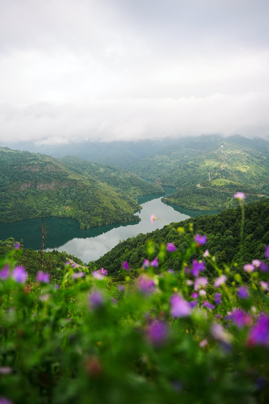 river flowing in green valley