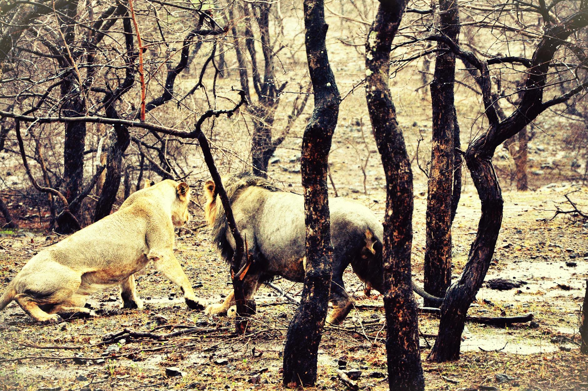 herd of bare tree in forest