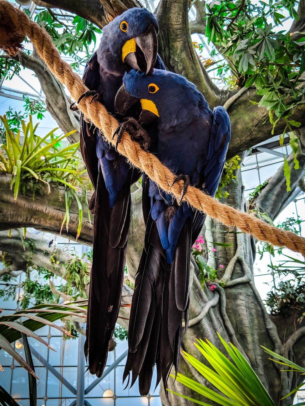 photo of two hyacinth macaws perched on rope