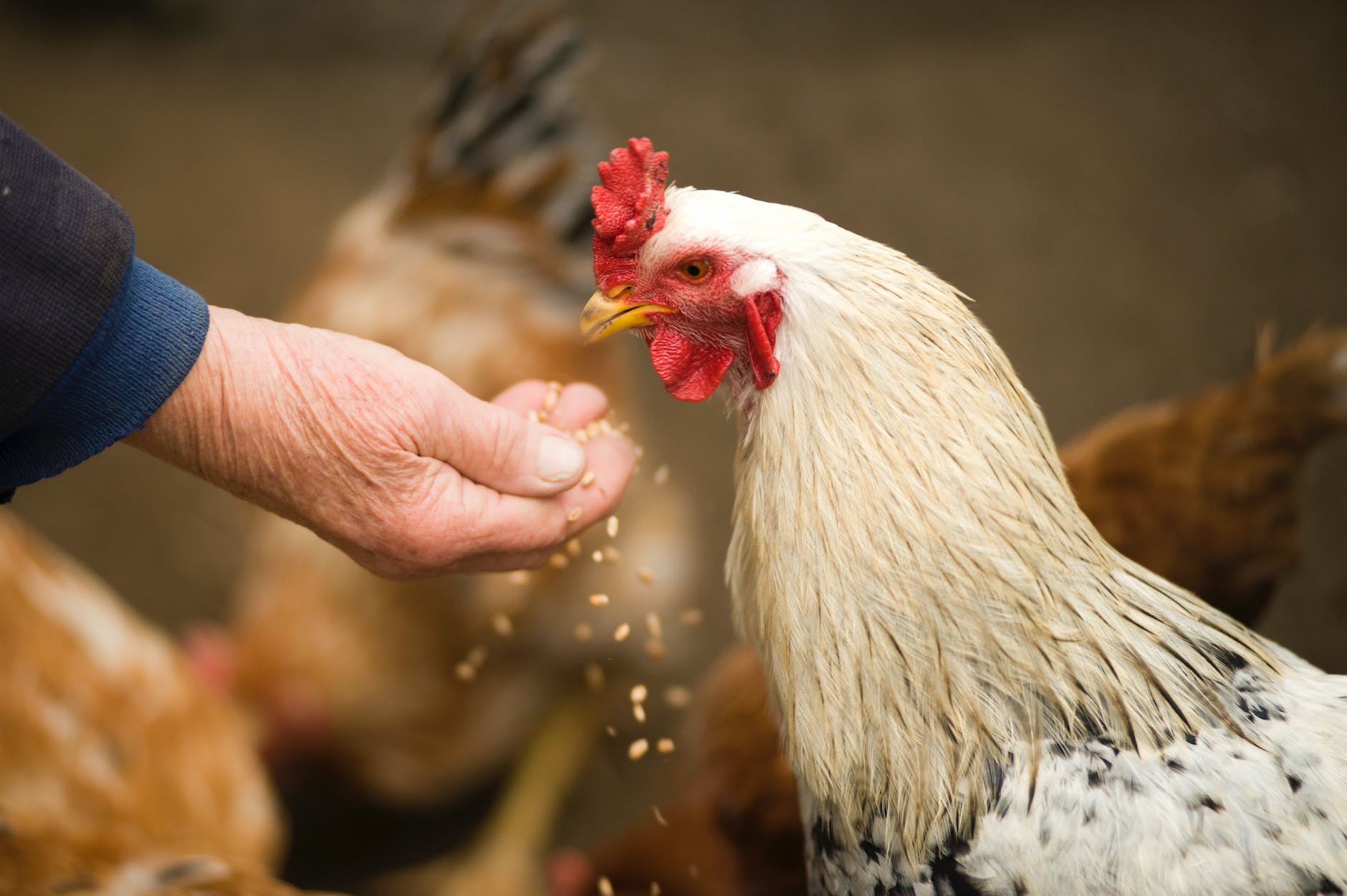 person feeding white chicken outdoor
