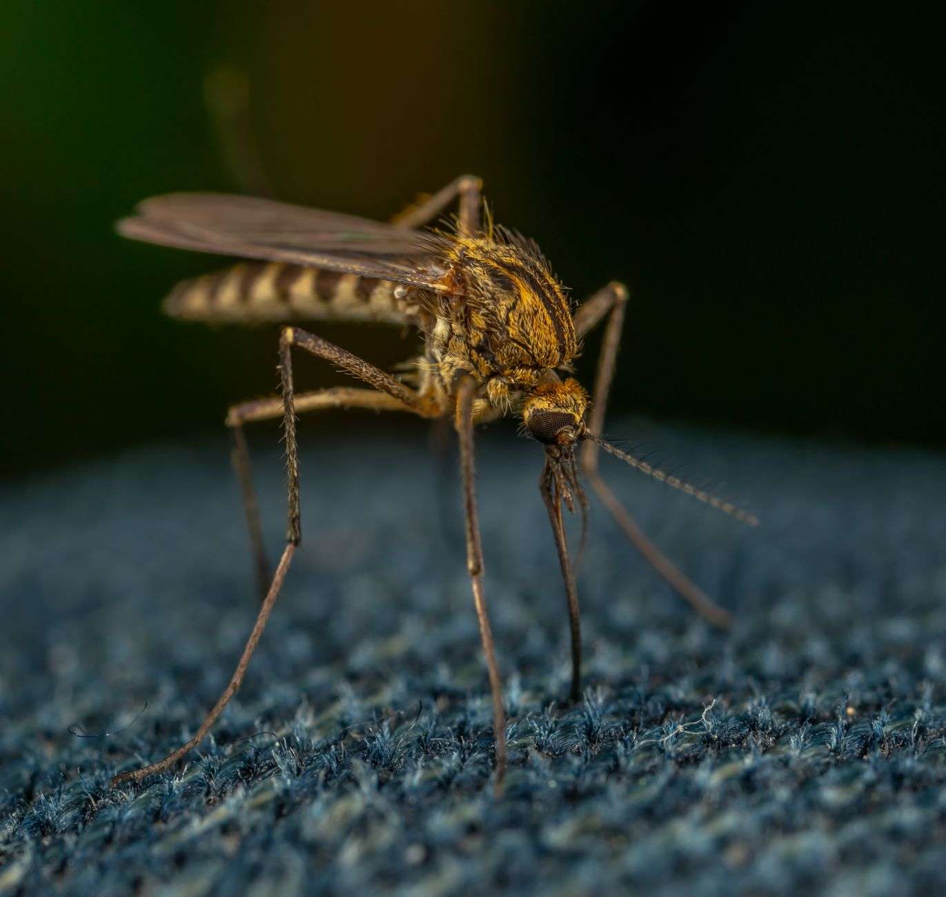 mosquito on black background