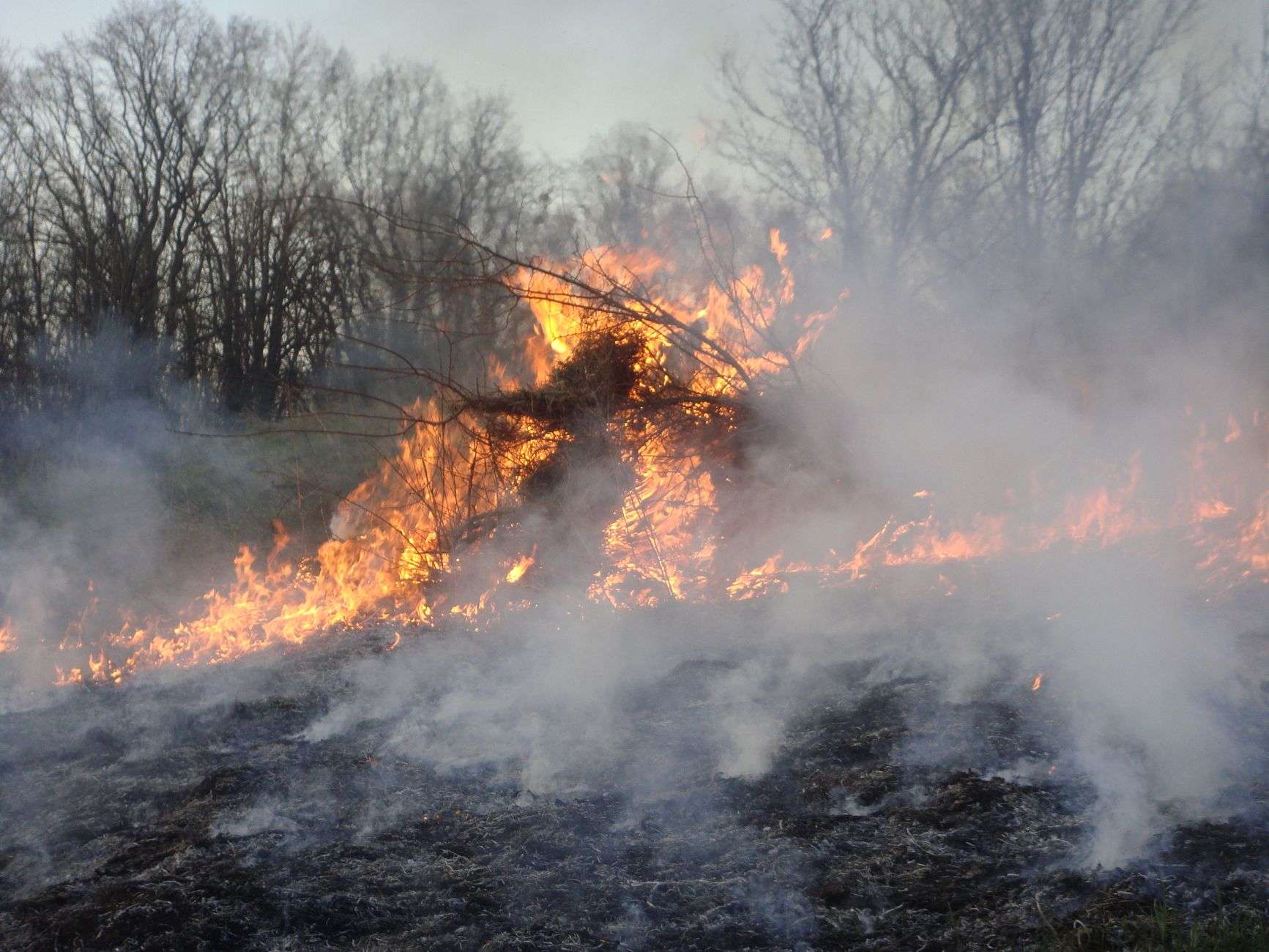 fire in forest